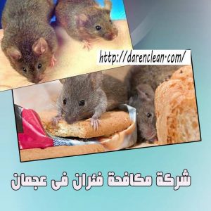 شركة مكافحة الفئران في عجمان