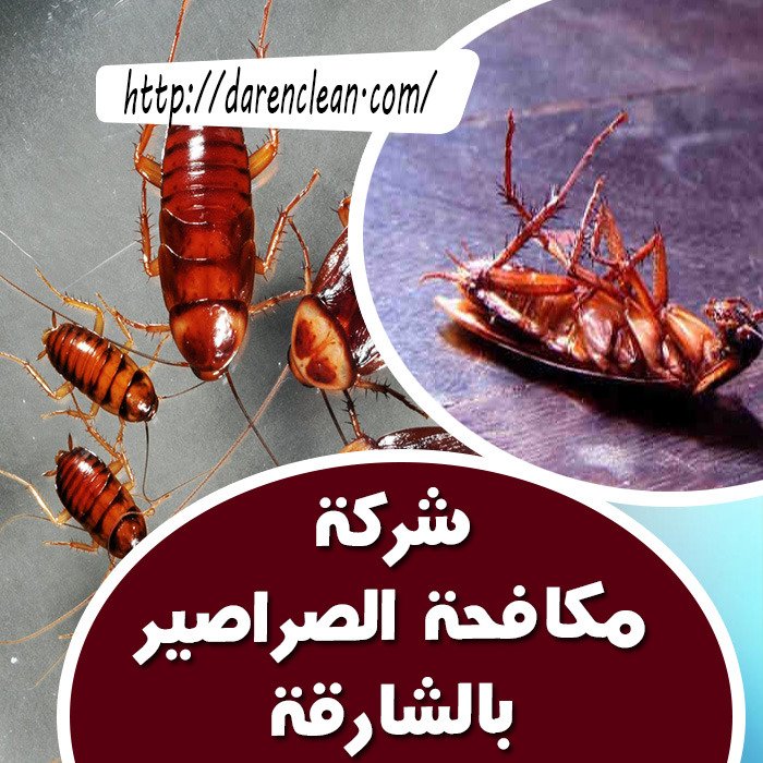 شركة بخ صراصير بالشارقة_مكافحة حشرات بالشارقة