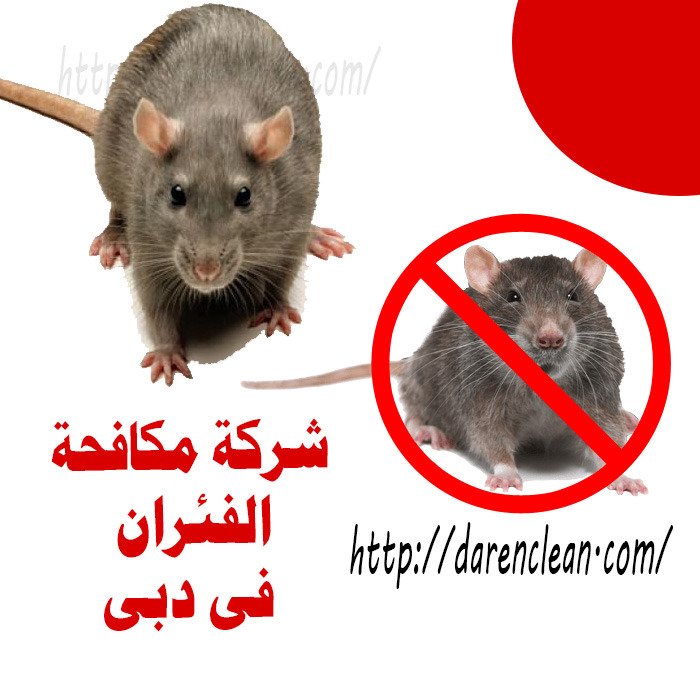 شركة مكافحة الفئران في دبي_ابادة قوارض بدبى